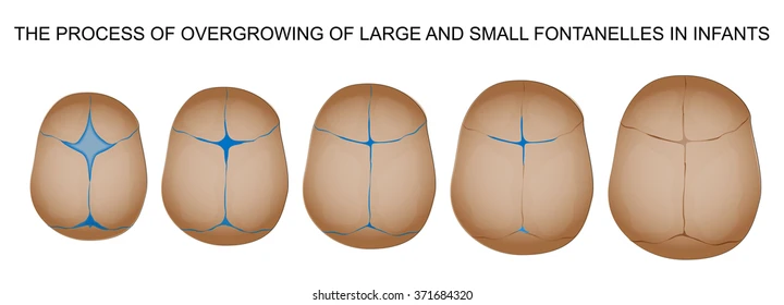 Understanding the Fontanelle on Your Baby’s Head